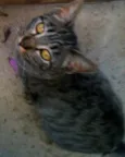 Tigara