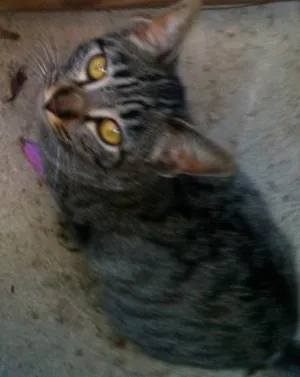Gato raça SRD idade 7 a 11 meses nome Tigara