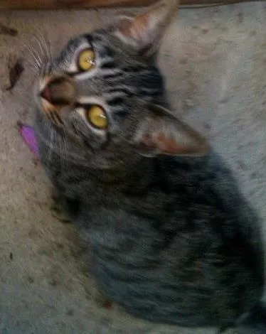 Gato ra a SRD idade 7 a 11 meses nome Tigara