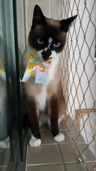 Gato ra a felina idade 2 anos nome Meg