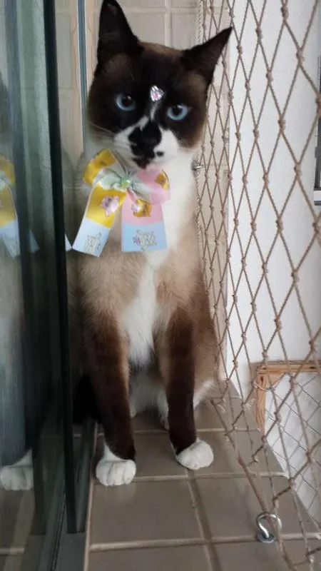 Gato ra a felina idade 2 anos nome Meg