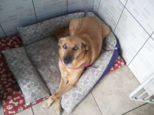 Cachorro raça SRD idade 5 anos nome Baby