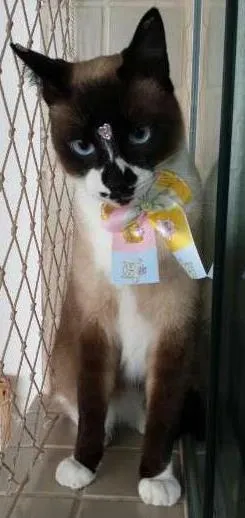 Gato ra a felina idade 2 anos nome Meg