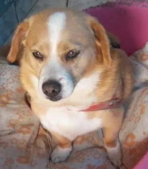 Cachorro raça SRD idade 4 anos nome Mike