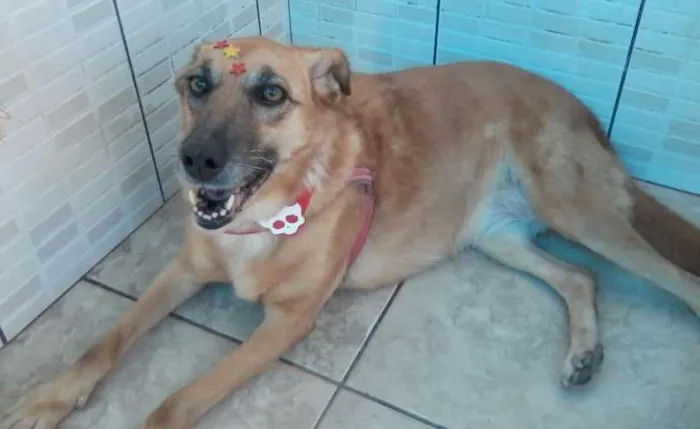 Cachorro ra a SRD idade 5 anos nome Baby