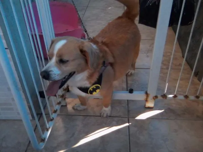 Cachorro ra a SRD idade 4 anos nome Mike