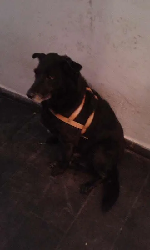 Cachorro ra a mistura com labrador idade 6 ou mais anos nome Beka