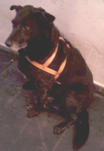 Cachorro ra a mistura com labrador idade 6 ou mais anos nome Beka