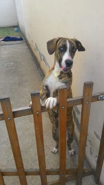 Cachorro ra a Labrador idade 1 ano nome Sansa