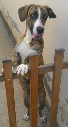 Cachorro raça Labrador idade 1 ano nome Sansa