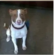 Cachorro ra a Vira lata idade 1 ano nome Bello