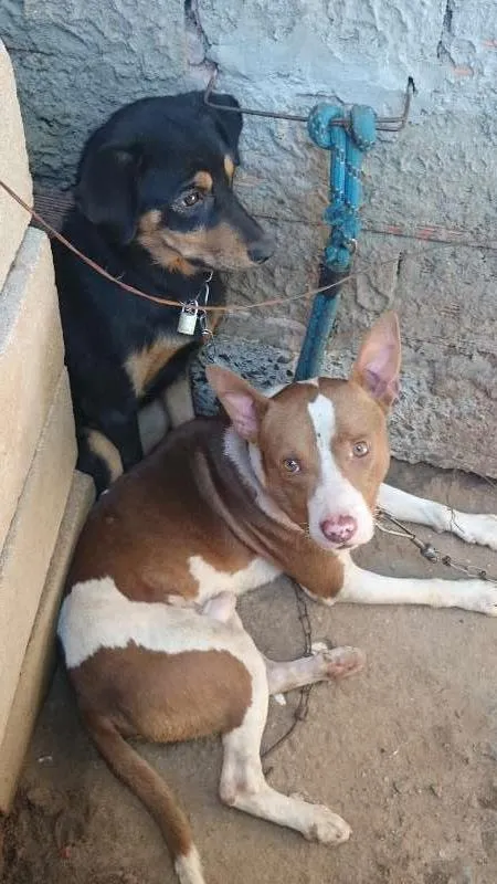 Cachorro ra a Vira lata idade 1 ano nome Bello