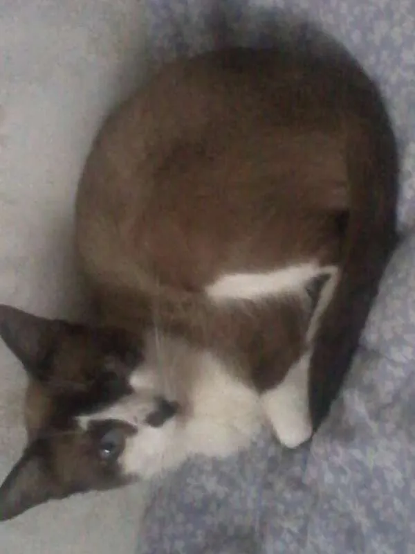Gato raça Siamês idade Abaixo de 2 meses nome a procura de um nome