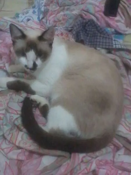 Gato raça Siamês idade Abaixo de 2 meses nome a procura de um nome
