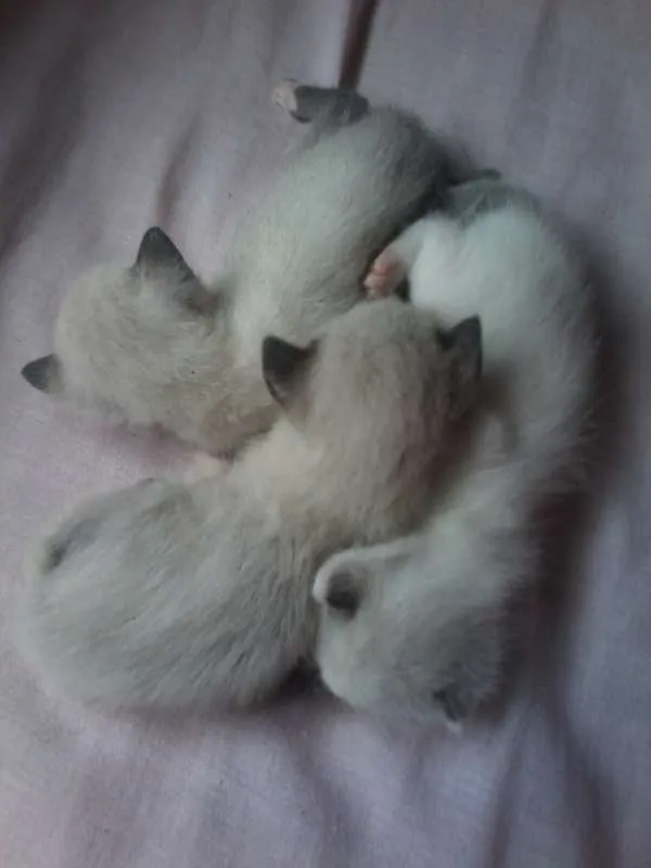 Gato raça Siamês idade Abaixo de 2 meses nome a procura de um nome