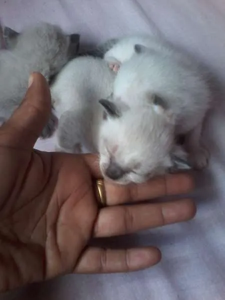 Gato raça Siamês idade Abaixo de 2 meses nome a procura de um nome