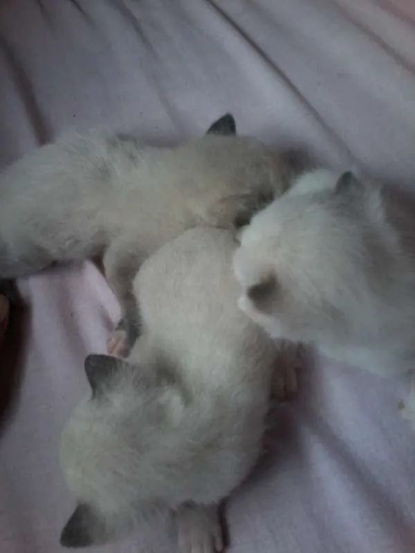 Gato raça Siamês idade Abaixo de 2 meses nome a procura de um nome