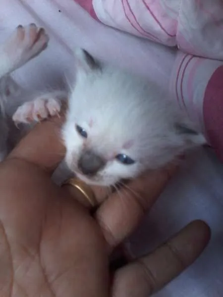 Gato raça Siamês idade Abaixo de 2 meses nome a procura de um nome