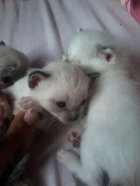 Gato raça Siamês idade Abaixo de 2 meses nome a procura de um nome
