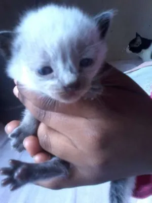 Gato raça Siamês idade Abaixo de 2 meses nome a procura de um nome