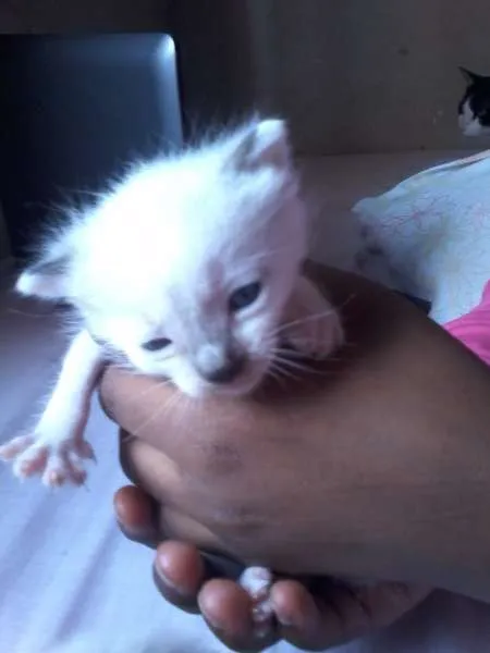 Gato raça Siamês idade Abaixo de 2 meses nome a procura de um nome
