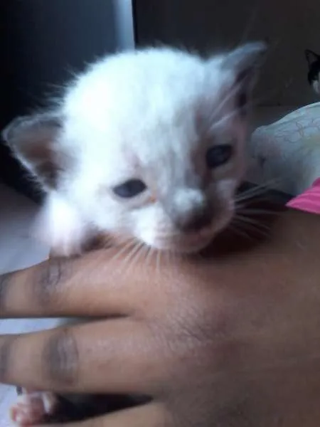 Gato raça Siamês idade Abaixo de 2 meses nome a procura de um nome