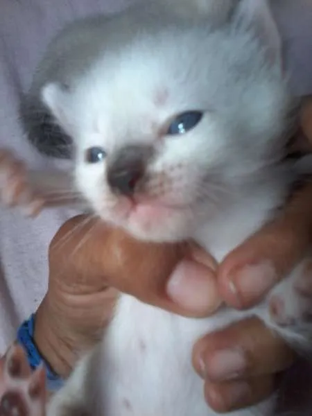 Gato raça Siamês idade Abaixo de 2 meses nome a procura de um nome