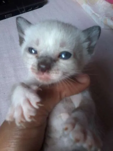 Gato raça Siamês idade Abaixo de 2 meses nome a procura de um nome