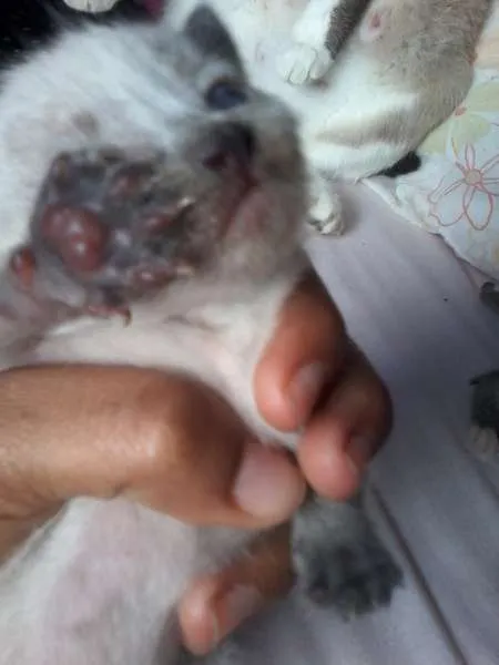 Gato raça Siamês idade Abaixo de 2 meses nome a procura de um nome