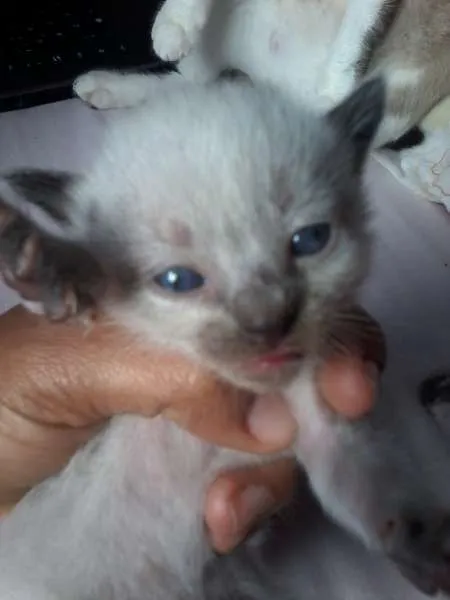 Gato raça Siamês idade Abaixo de 2 meses nome a procura de um nome