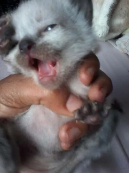 Gato raça Siamês idade Abaixo de 2 meses nome a procura de um nome