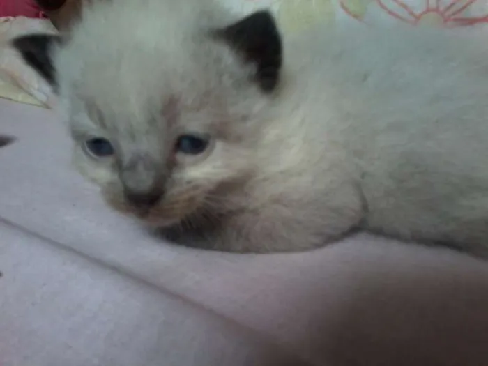 Gato raça Siamês idade Abaixo de 2 meses nome a procura de um nome