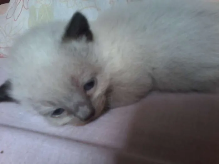 Gato raça Siamês idade Abaixo de 2 meses nome a procura de um nome