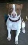 Cachorro ra a Vira lata idade 1 ano nome Bello