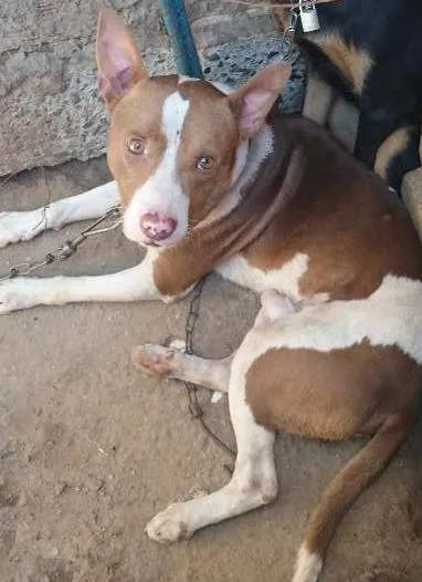 Cachorro ra a Vira lata idade 1 ano nome Bello