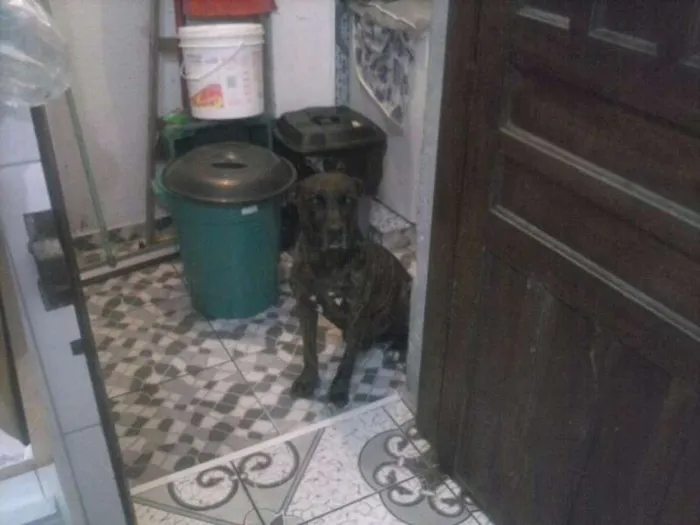 Cachorro ra a indefinida idade 6 ou mais anos nome Bruxo