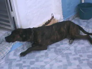 Cachorro ra a indefinida idade 6 ou mais anos nome Bruxo