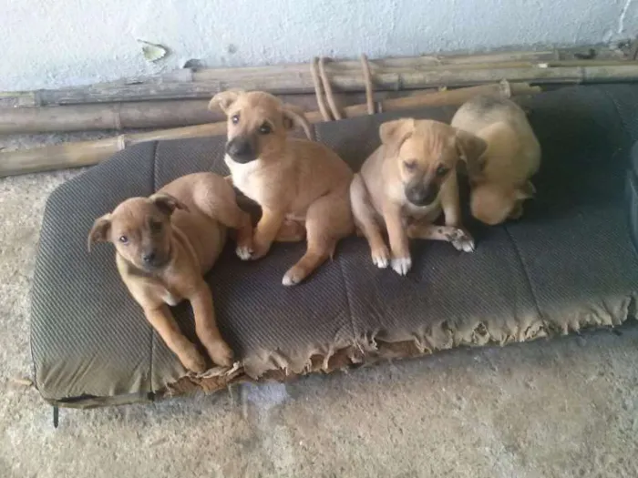 Cachorro ra a Vira Lata idade 2 a 6 meses nome Sem nomes