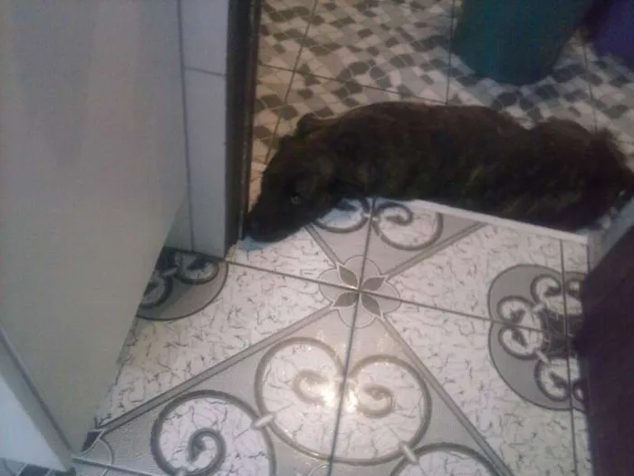 Cachorro ra a indefinida idade 6 ou mais anos nome Bruxo