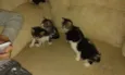 gatinhos