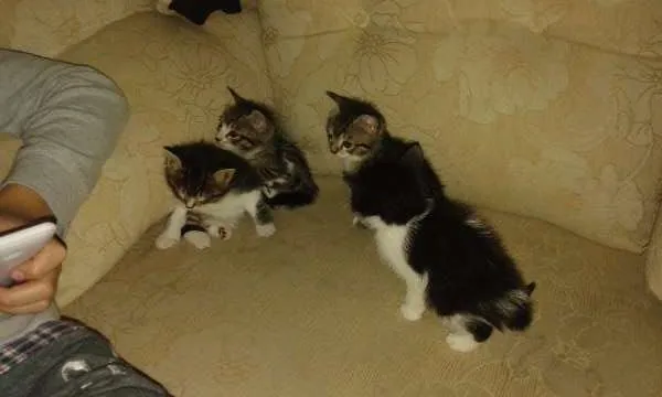 Gato ra a vira lata idade Abaixo de 2 meses nome gatinhos