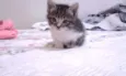 gatinhos