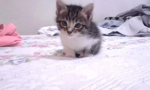 Gato ra a vira lata idade Abaixo de 2 meses nome gatinhos
