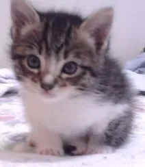Gato ra a vira lata idade Abaixo de 2 meses nome gatinhos
