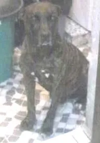 Cachorro ra a indefinida idade 6 ou mais anos nome Bruxo