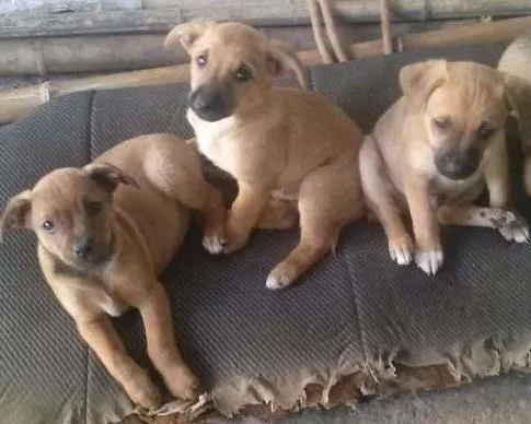 Cachorro ra a Vira Lata idade 2 a 6 meses nome Sem nomes