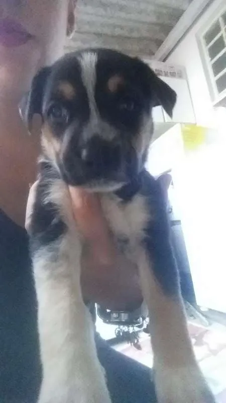 Cachorro ra a SRD idade  nome Filhotes