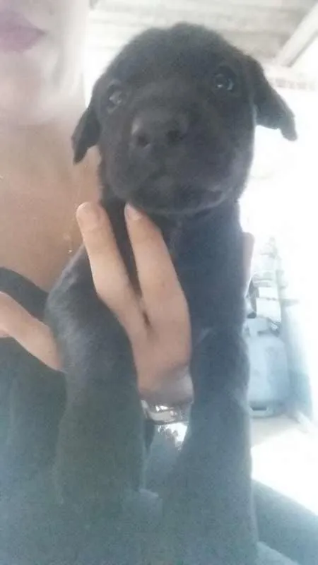 Cachorro ra a SRD idade  nome Filhotes