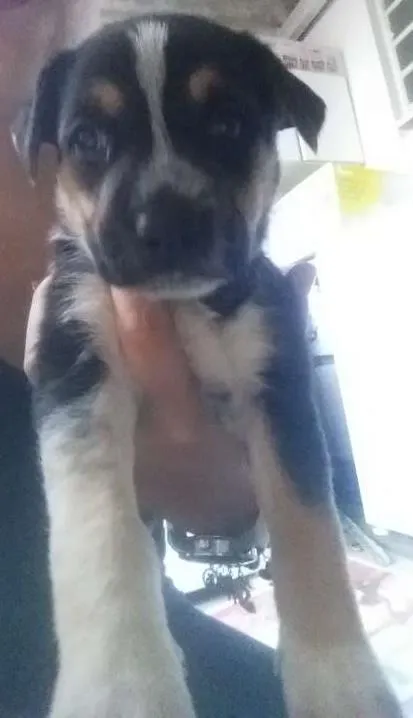 Cachorro ra a SRD idade  nome Filhotes