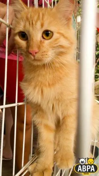 Gato raça SRD idade 7 a 11 meses nome Aurora